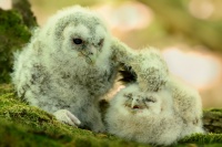 Pustik obecny - Strix aluco - Tawny Owl 6063